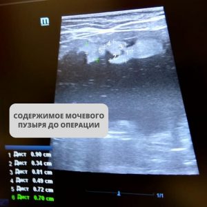 УЗИ мочевого пузыря кота