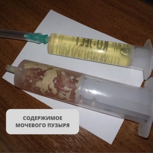 Содержимое мочевого пузыря у кошки