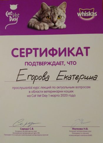 Катерина Егорова Sly Mouse